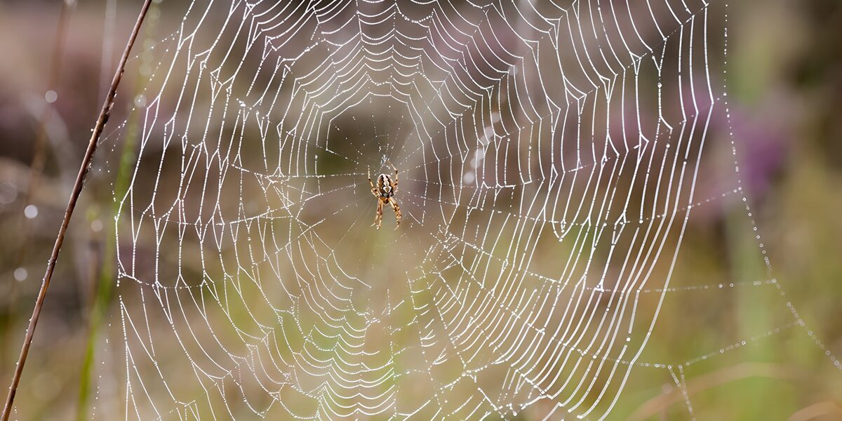 Spinne im taubedeckten Netz