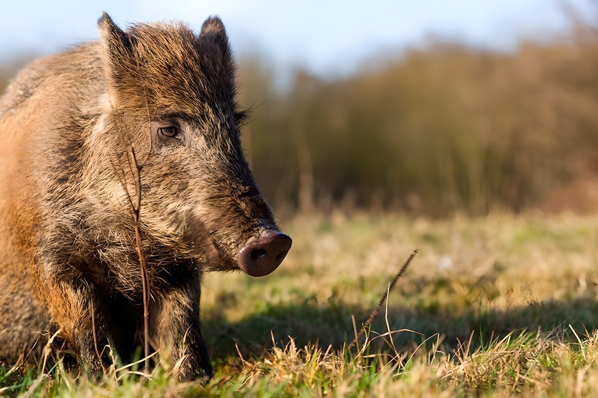 Wildschwein im Gras, ganz nah