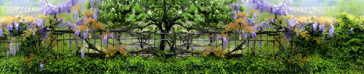 Blauregen am dunklen Gartenzaun