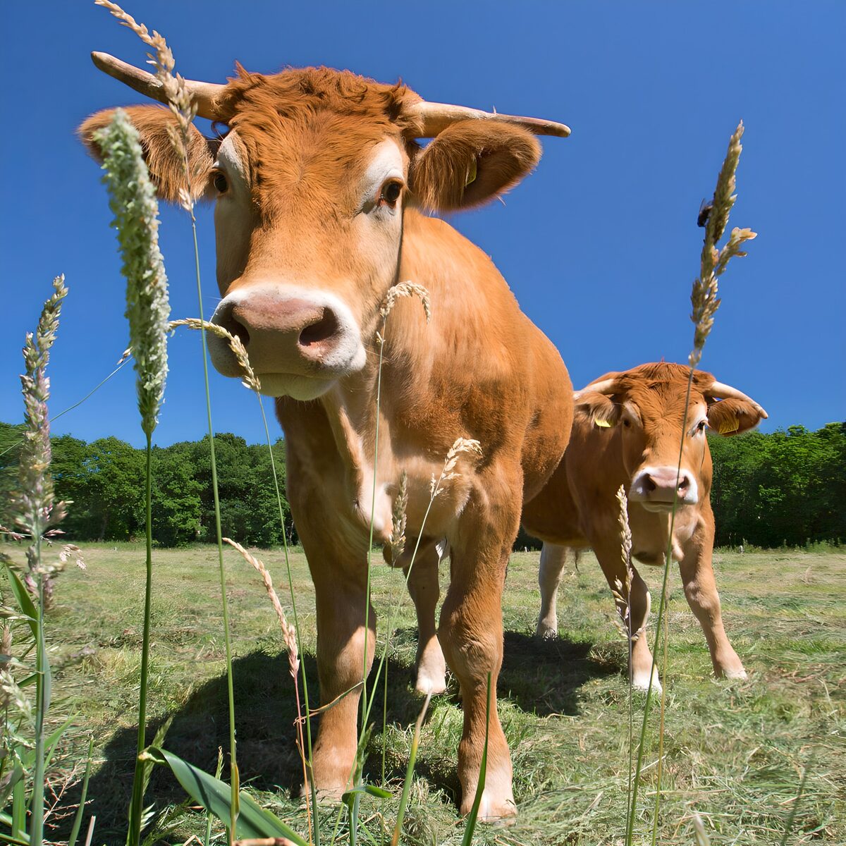 Zwei braune Kühe im hohen Weidegras