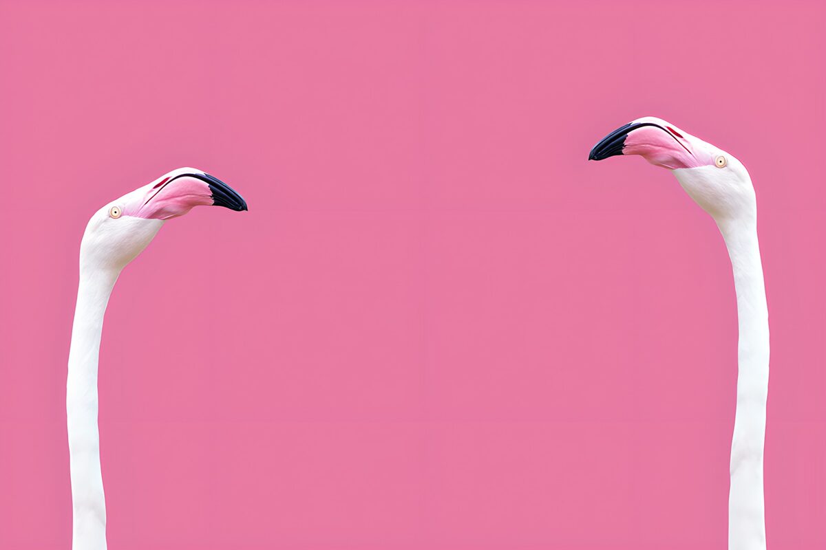 Zwei helle Flamingos vor leuchtendem Pink