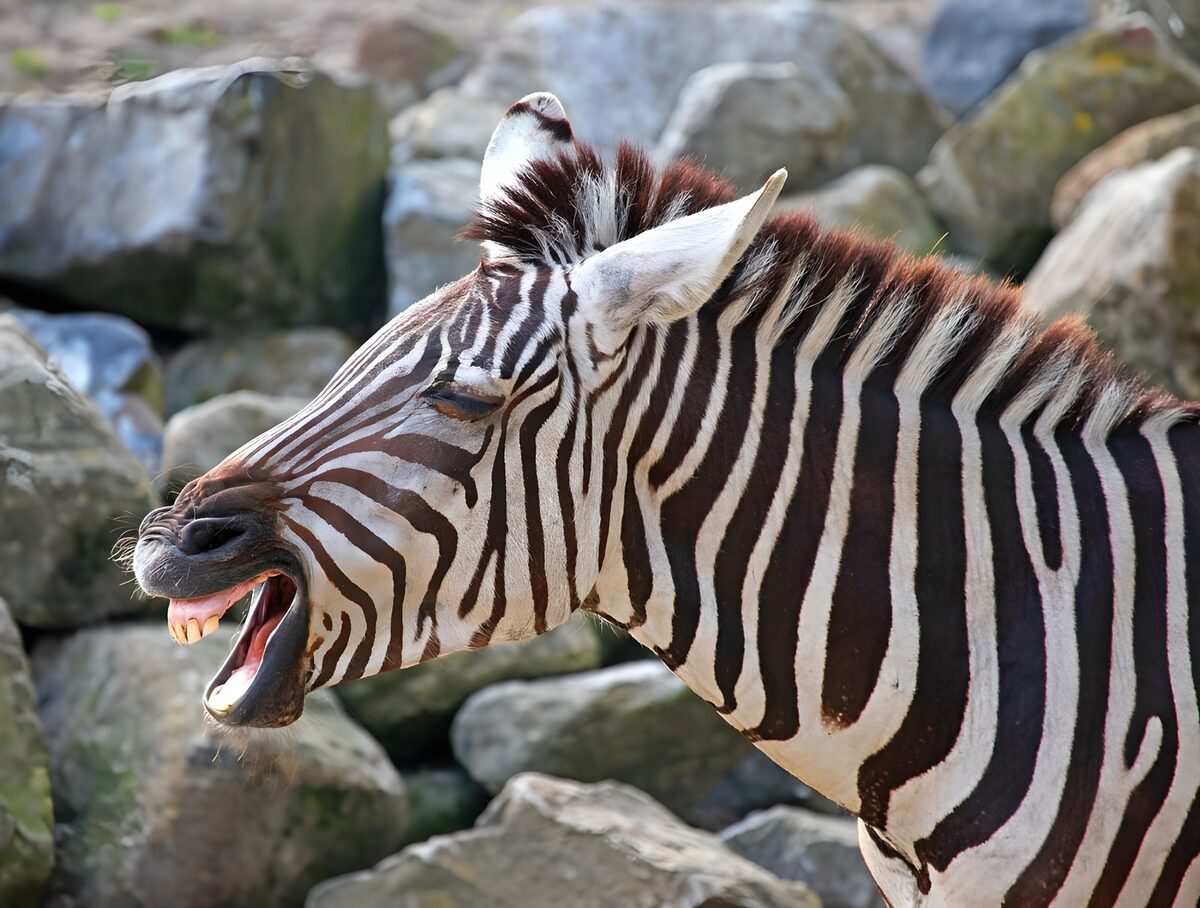 Zebra im Profil mit weit offenem Maul