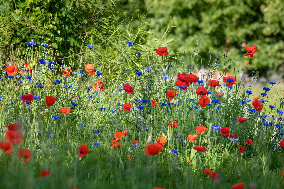 Ein Sommer aus Mohnrot und Kornblumenblau