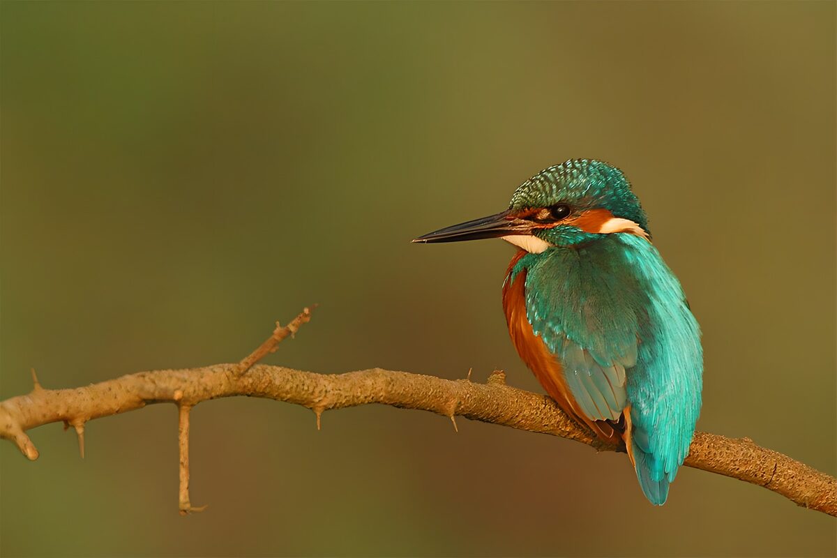 Eisvogel auf einem Ast im weichen Licht