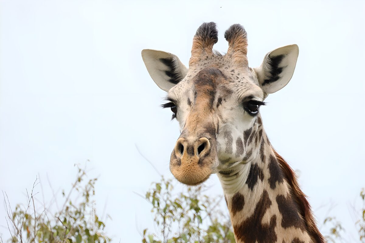 Giraffenporträt mit wachem Blick