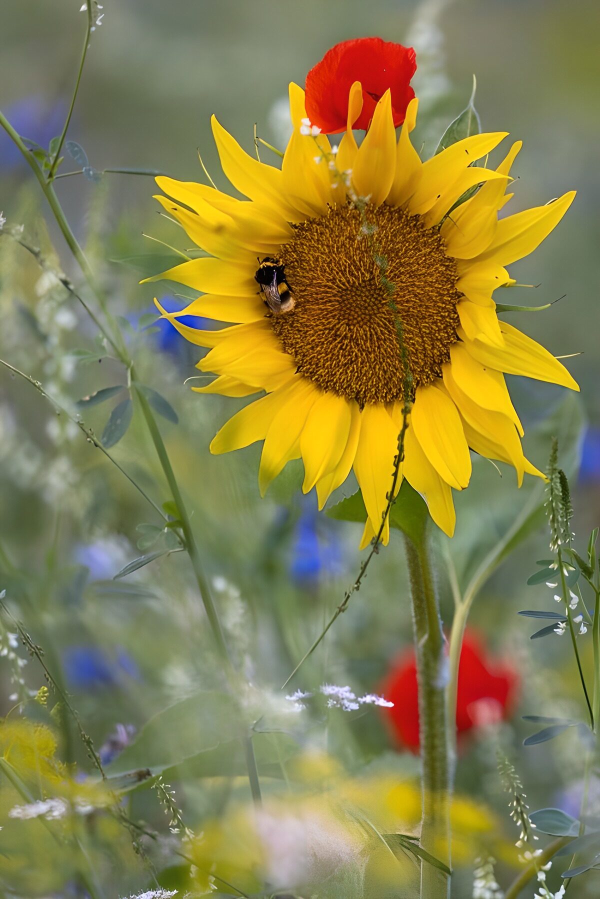 Sonnenblume mit Hummel im Sommerlicht