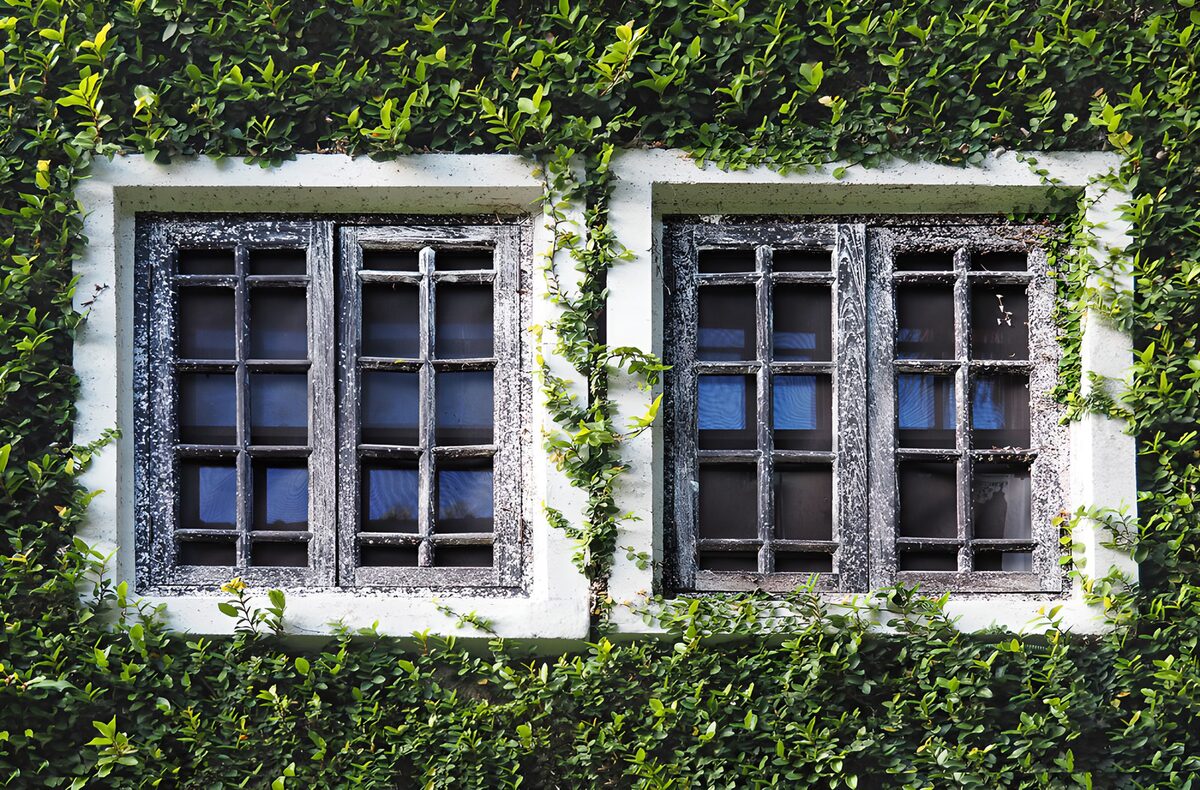 Zwei alte Holzfenster im dichten Grün