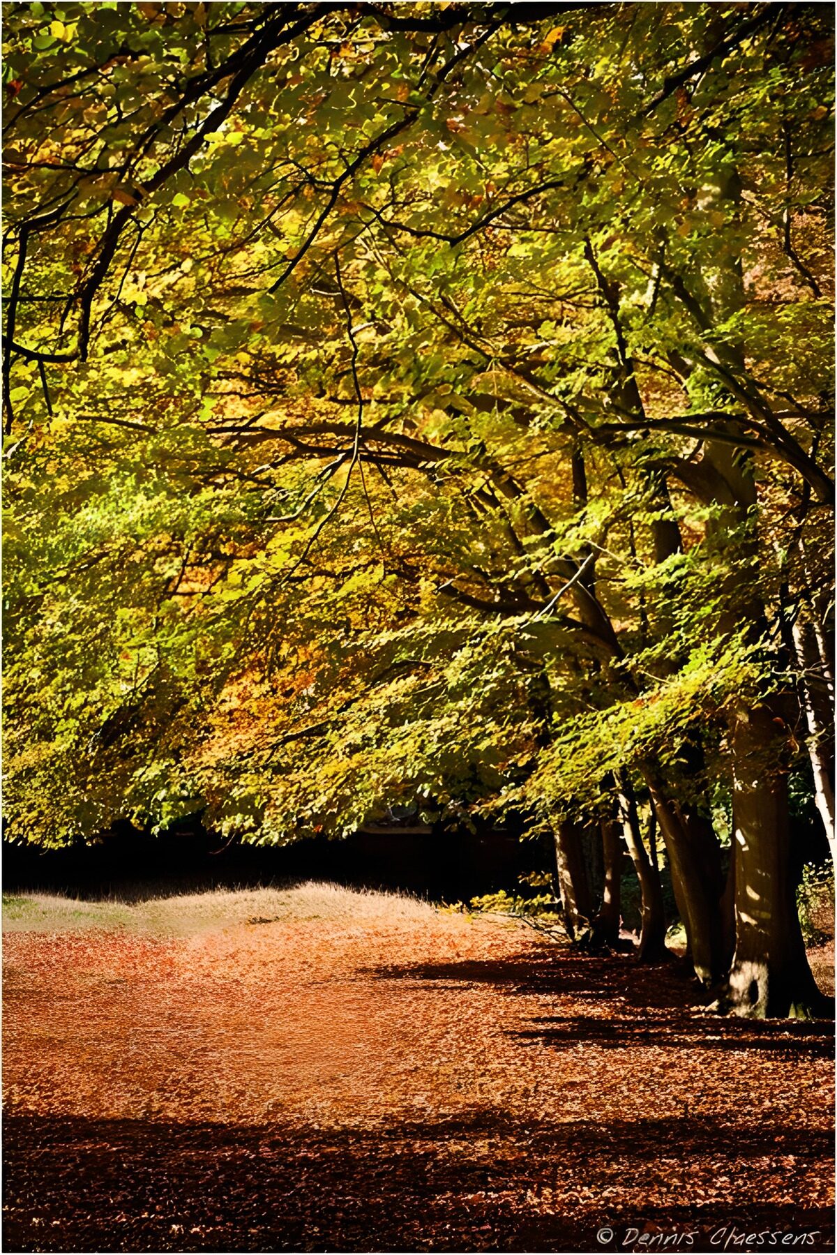 Laubbedeckter Waldweg im Sonnenlicht