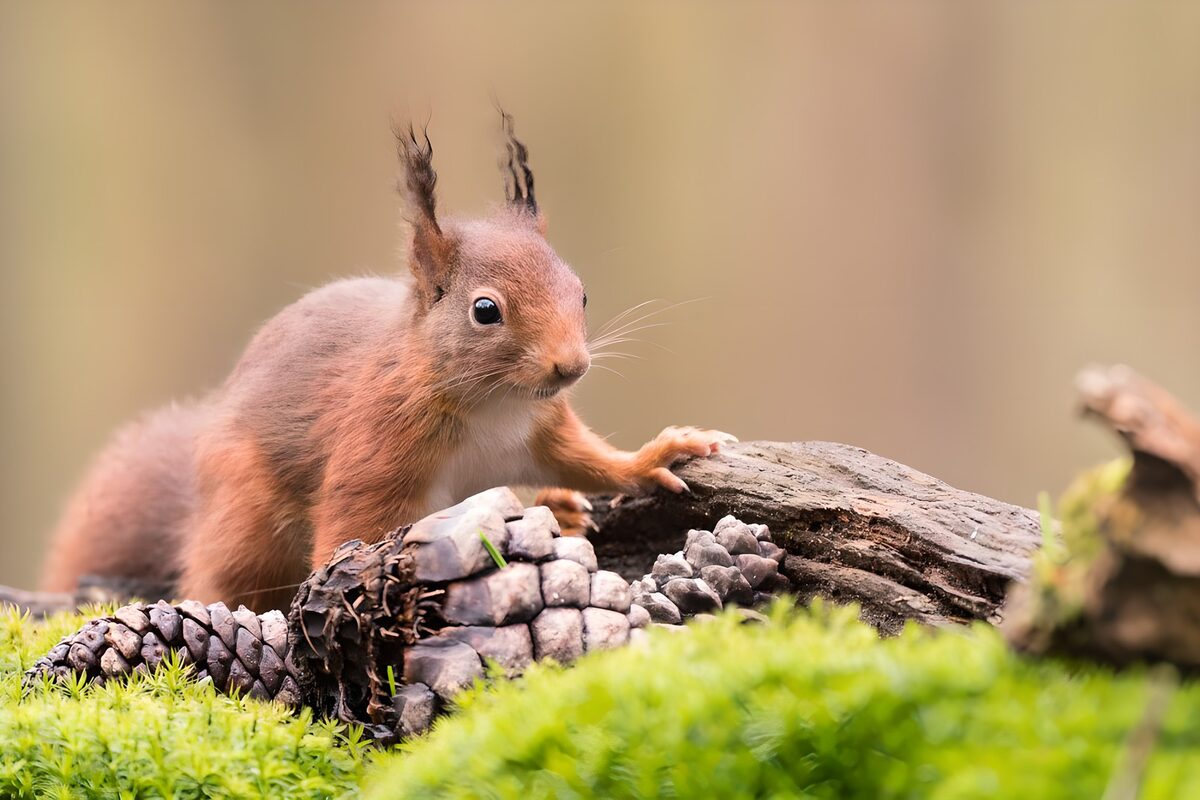 Rotes Eichhörnchen auf moosigem Holz