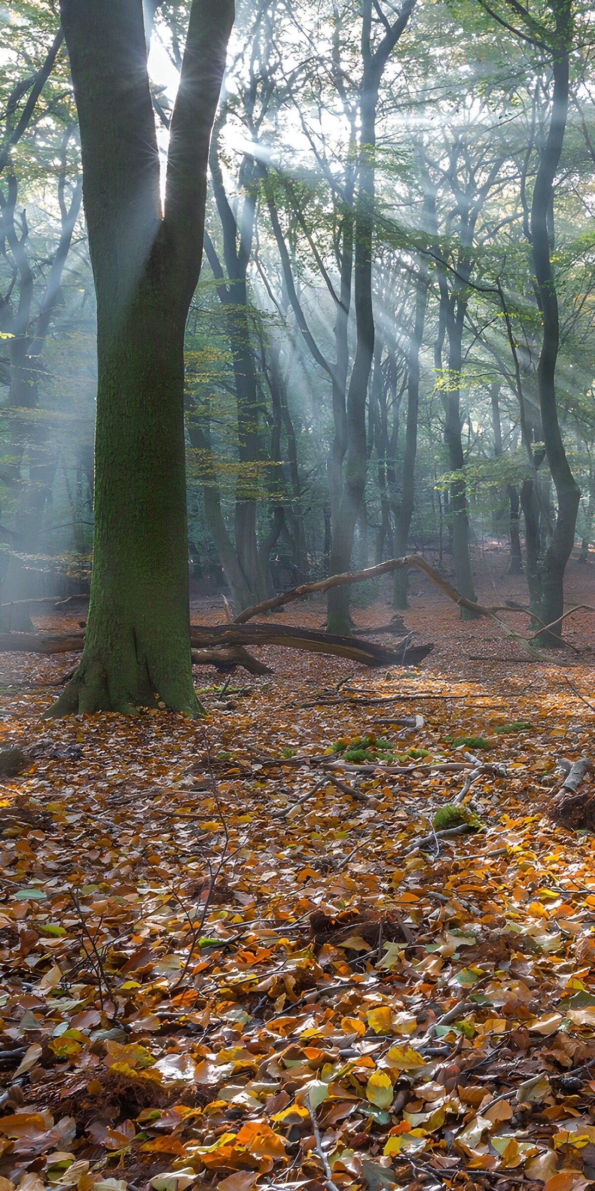 Wenn der Wald das Licht einfängt
