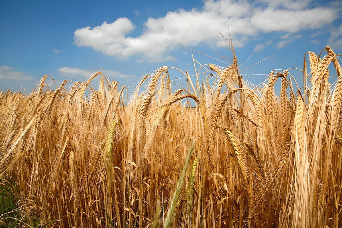 Goldgelbes Getreide unter blauem Himmel