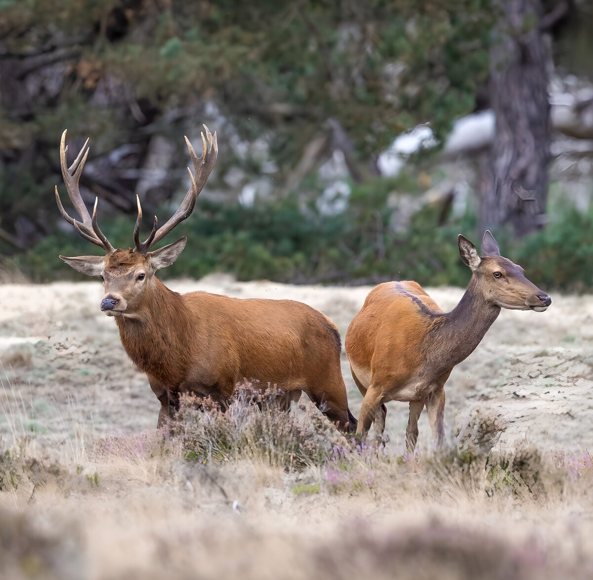 Rothirsch und Hirschkuh im stillen Wald