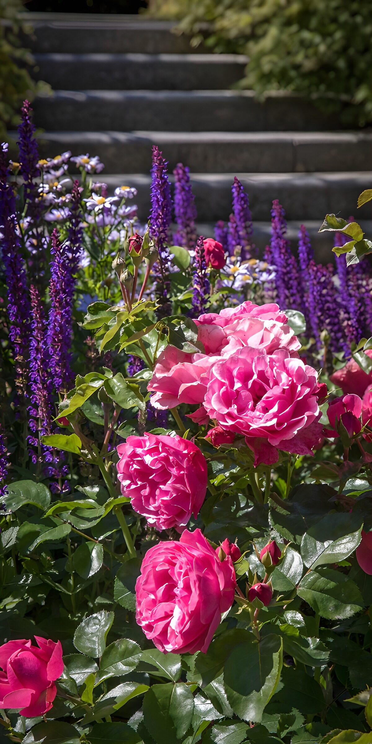 Rosa Rosen vor grauer Steintreppe