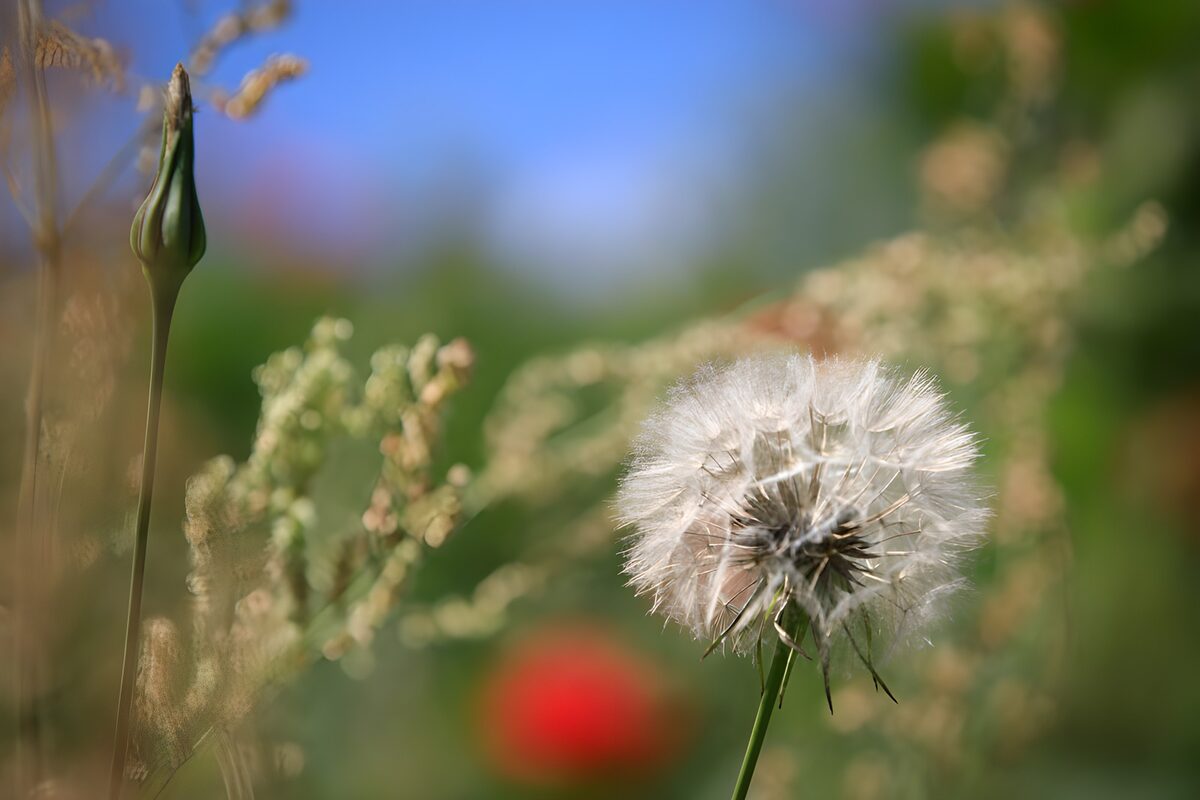 Pusteblume im Sonnenlicht, ganz nah
