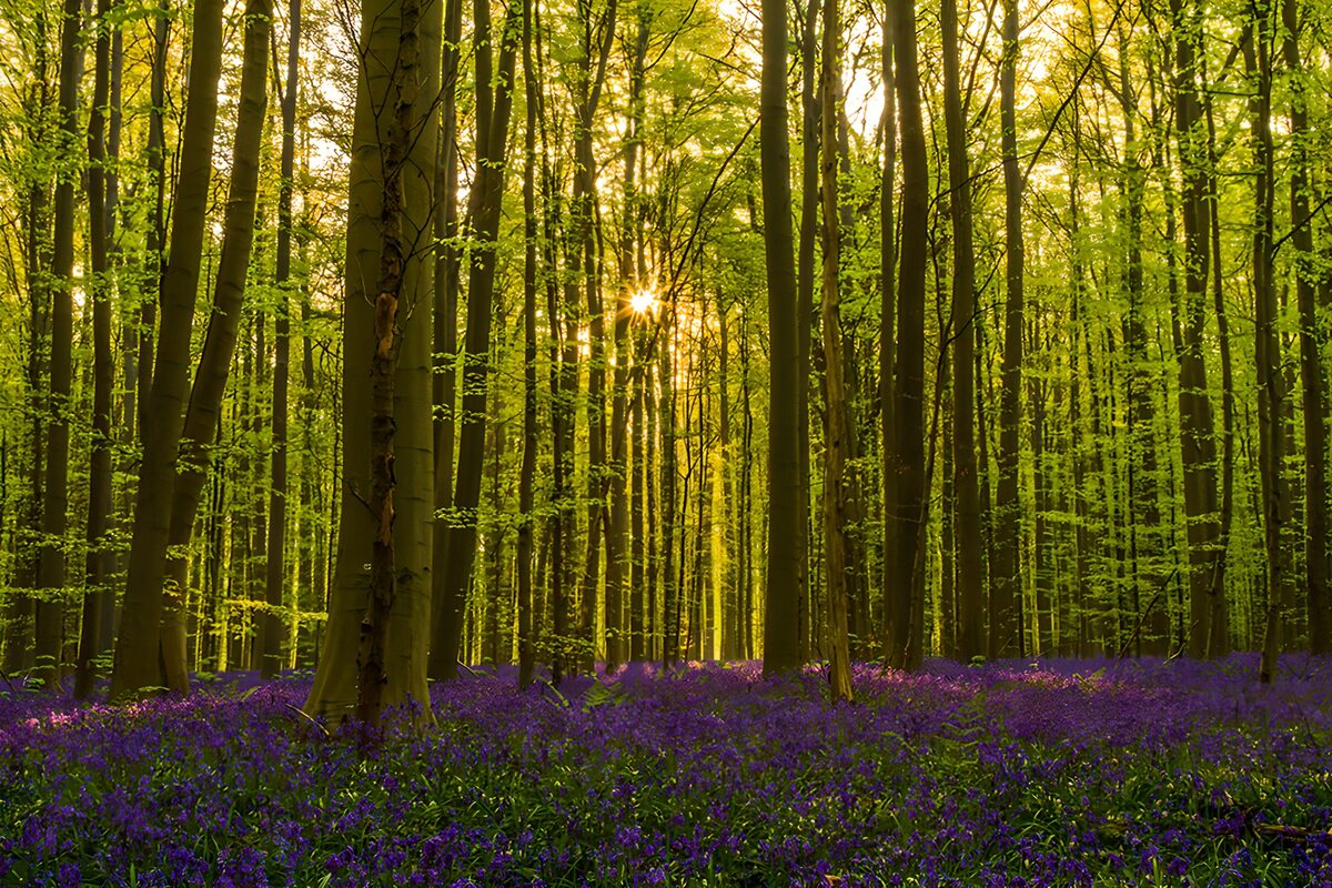 Laubwald mit violetten Blüten im Sonnenlicht