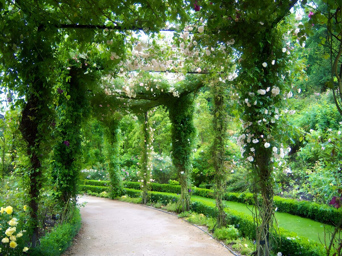 Rosenpergola über schattigem Kiesweg