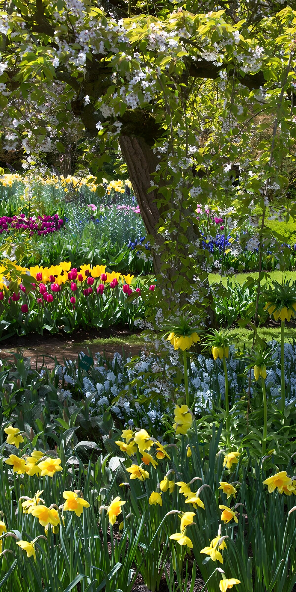 Narzissen und Tulpen unter weißen Blüten