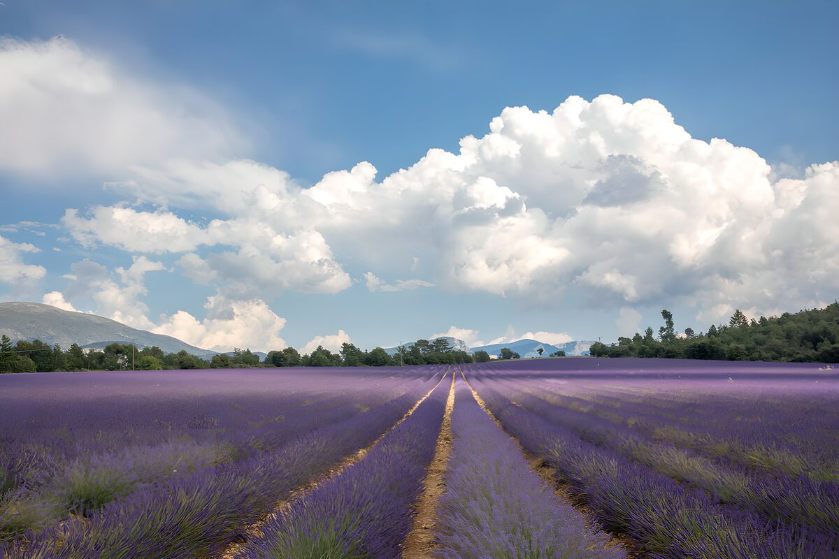 Lavendelreihen unter weißen Sommerwolken