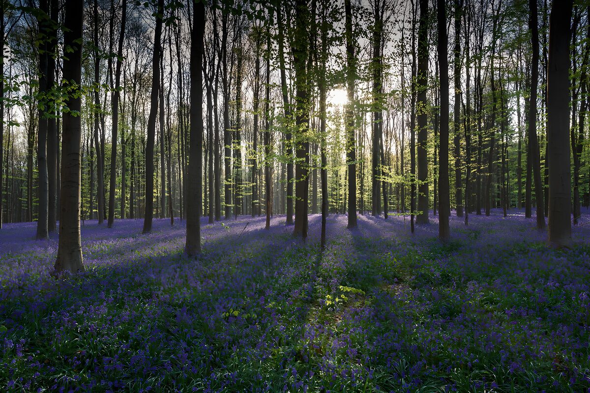 Blaues Blütenmeer im Licht der Bäume