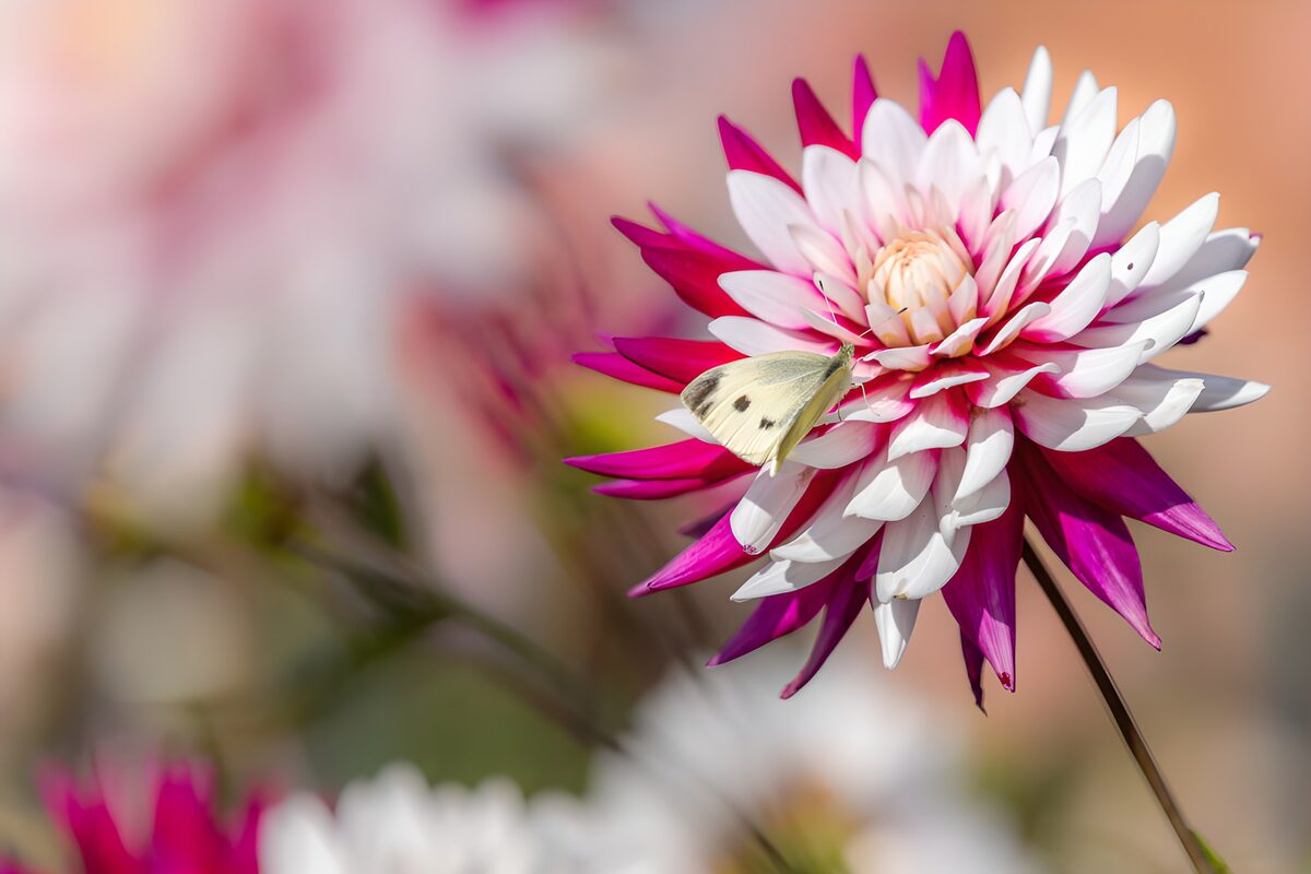 Schmetterling auf weiß-pinker Dahlie