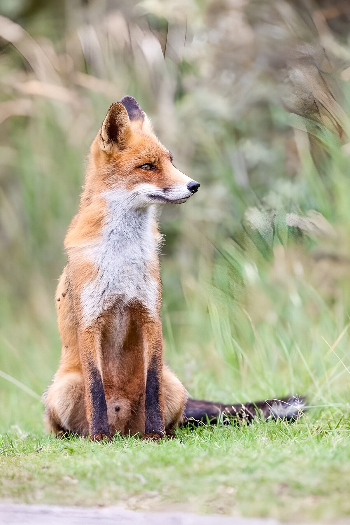 Rotfuchs sitzt wachsam im Gras