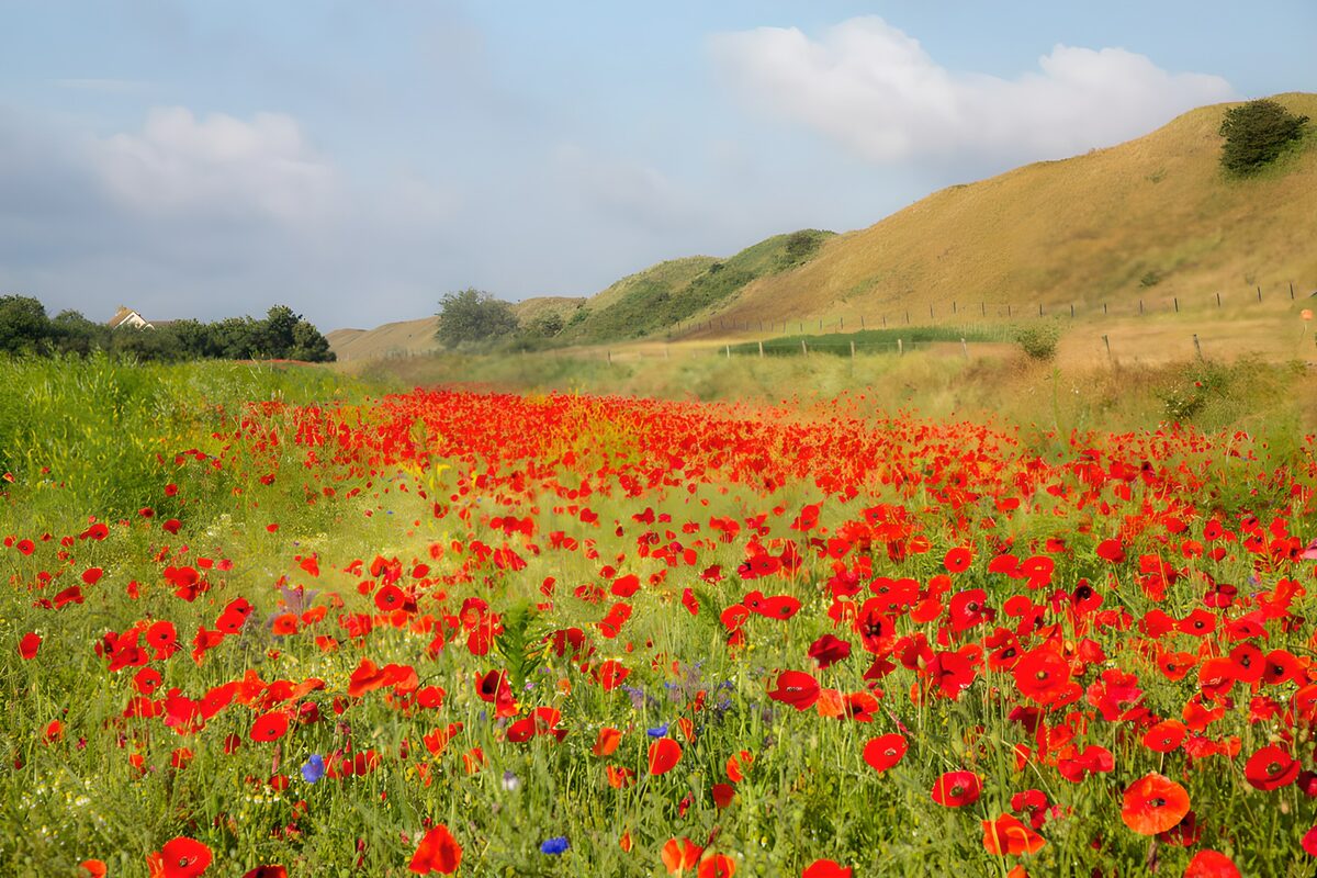 Rote Mohnwiese vor sommerlichen Hügeln