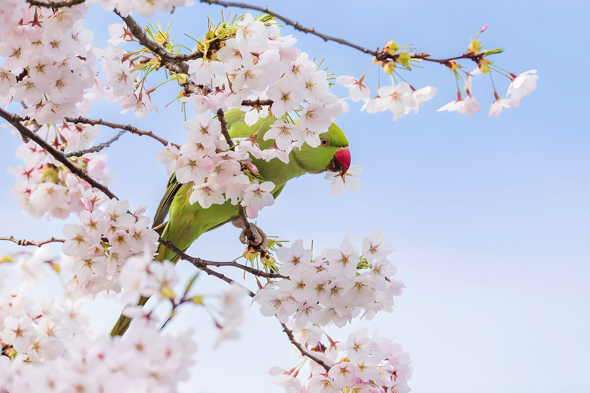 Grüner Sittich zwischen Frühlingsblüten