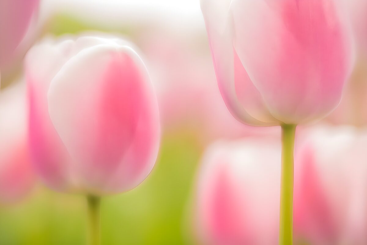 Rosa Tulpen in weichem Licht