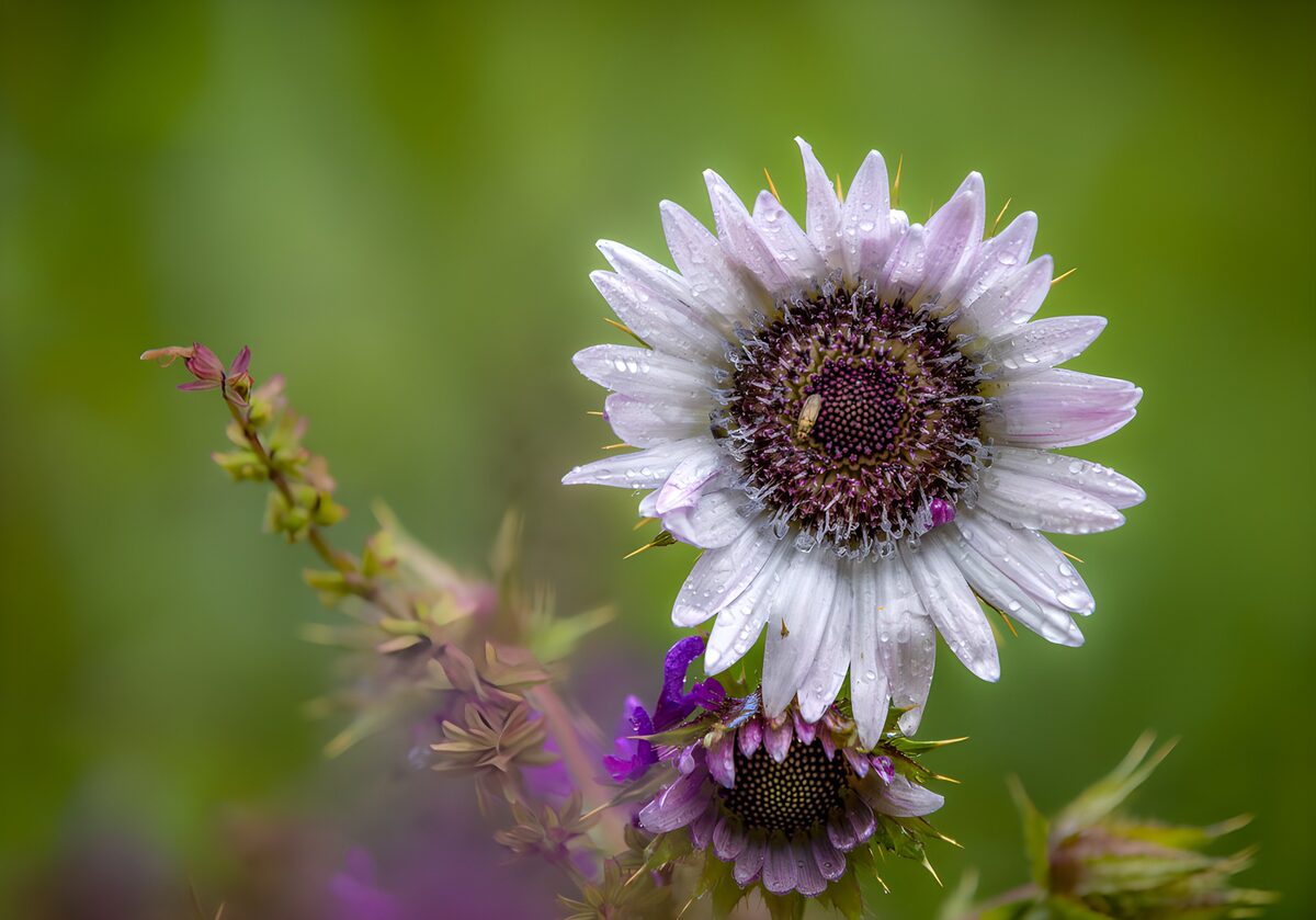 Zartlila Blüte mit Wassertropfen