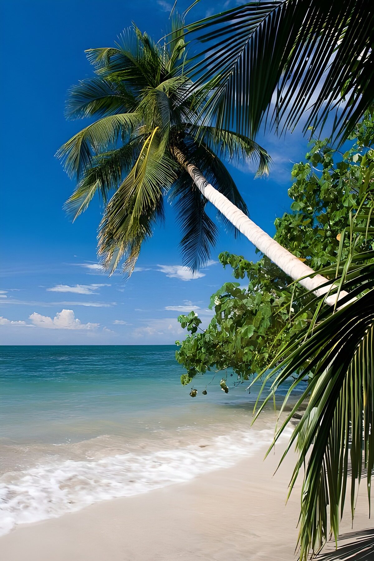 Palme über türkisblauem Meer
