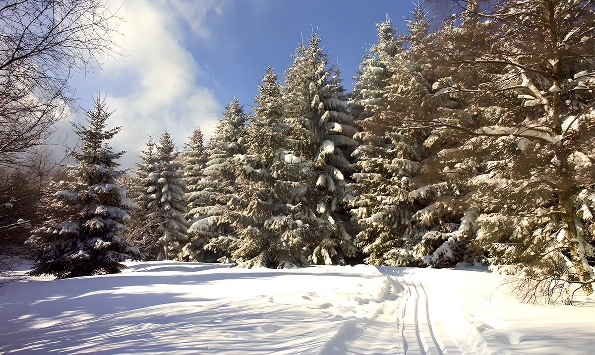 Verschneiter Waldrand im Sonnenlicht
