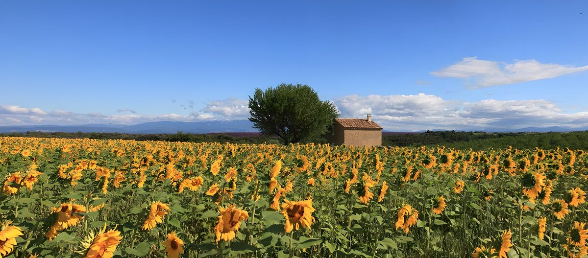 Sonnenblumenfeld unter blauem Sommerhimmel