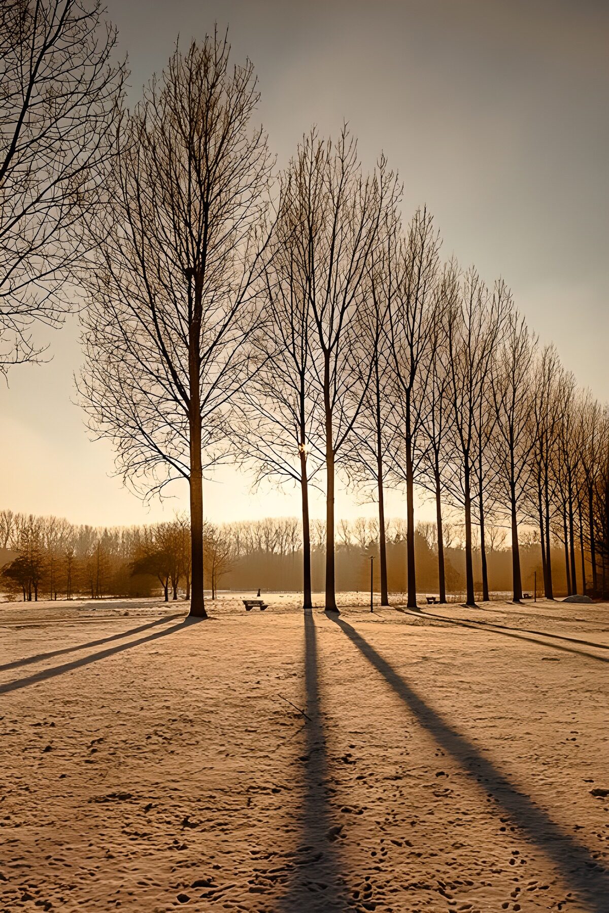 Kahle Bäume im goldenen Winterlicht