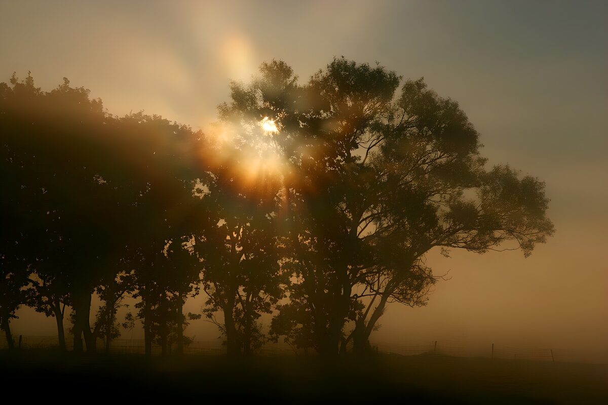 Baumsilhouetten im goldenen Morgennebel