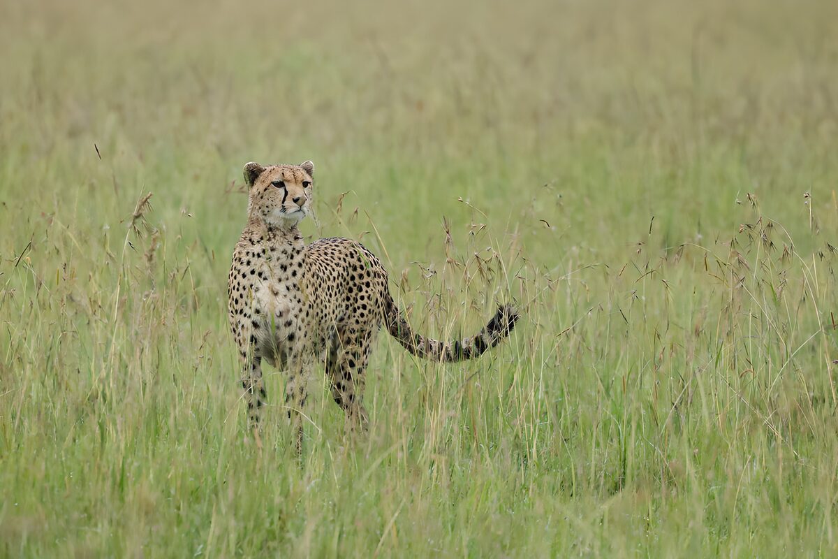 Gepard im hohen Gras auf der Hut