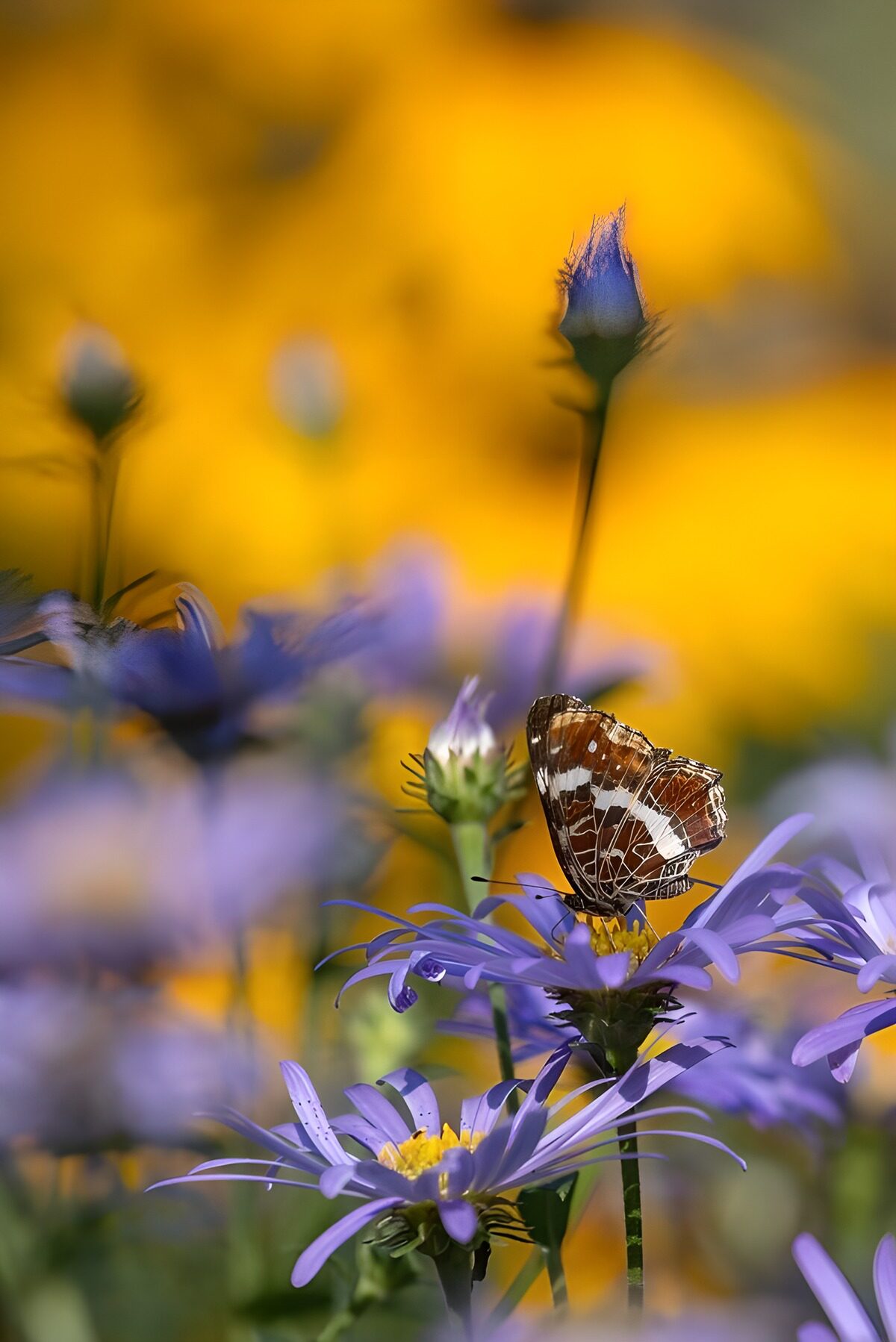 Schmetterling auf sonnenheller Aster