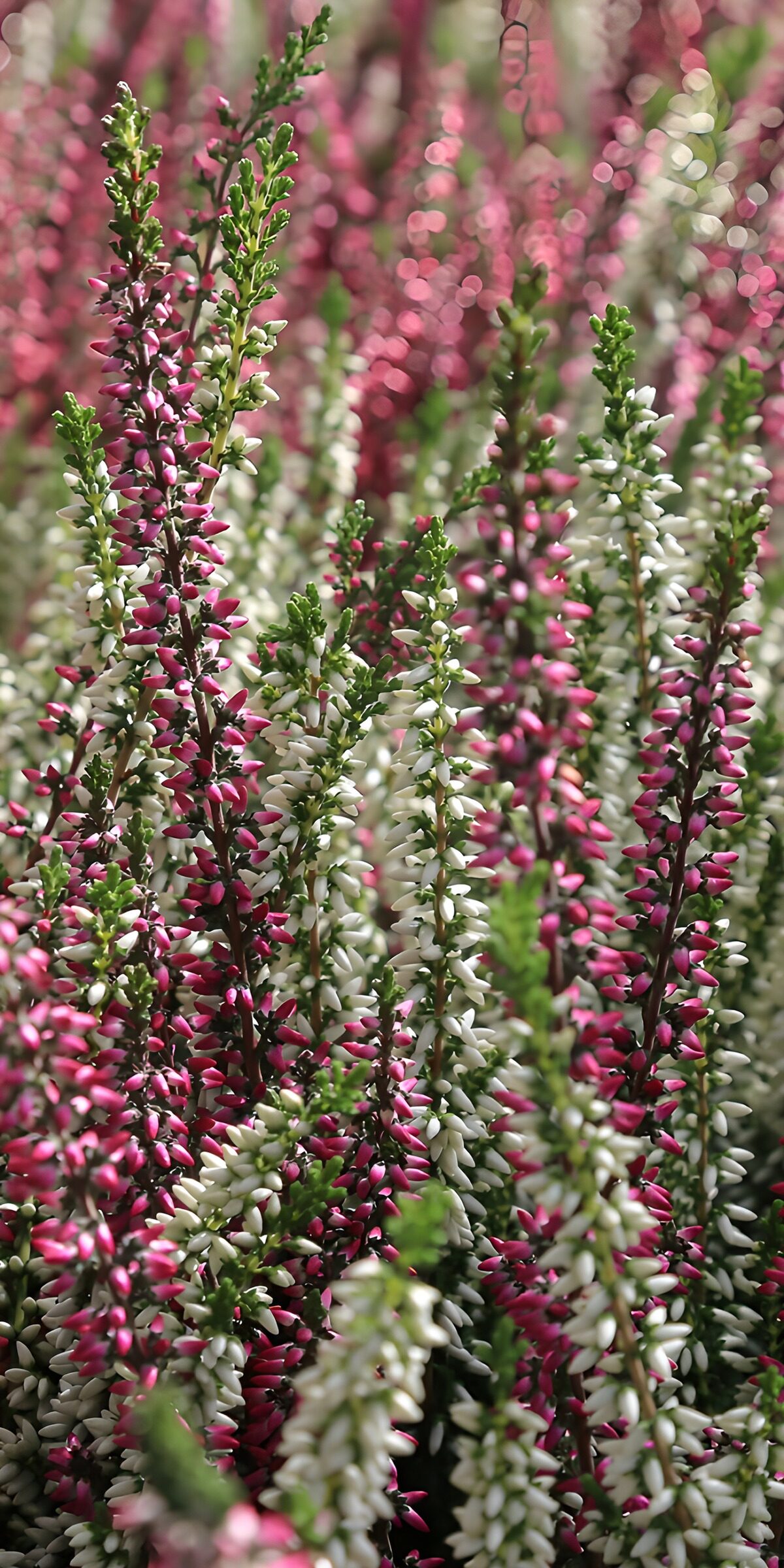 Heide in Rosa und Weiß im Sonnenlicht
