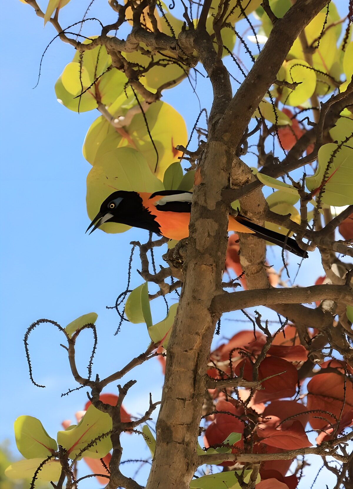 Orange-schwarzer Vogel im sonnigen Geäst