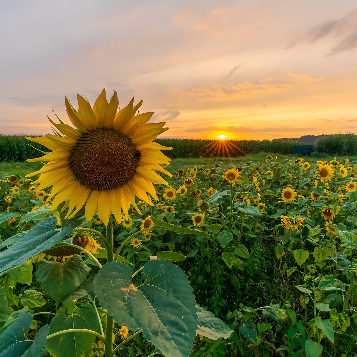 Abendgold über dem Sonnenblumenfeld