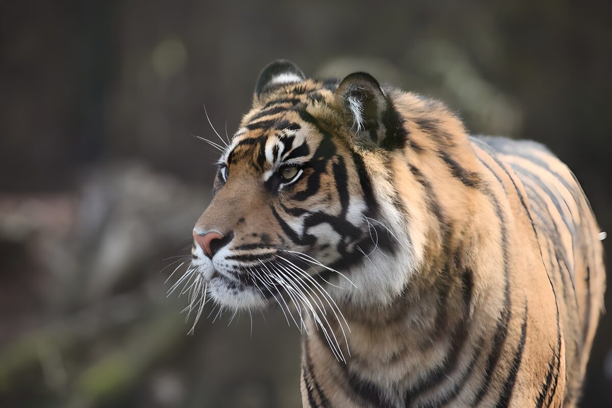 Tigerporträt mit wachem Blick