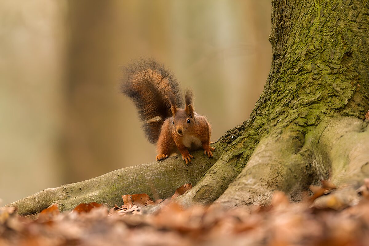 Rotes Eichhörnchen auf der Baumwurzel
