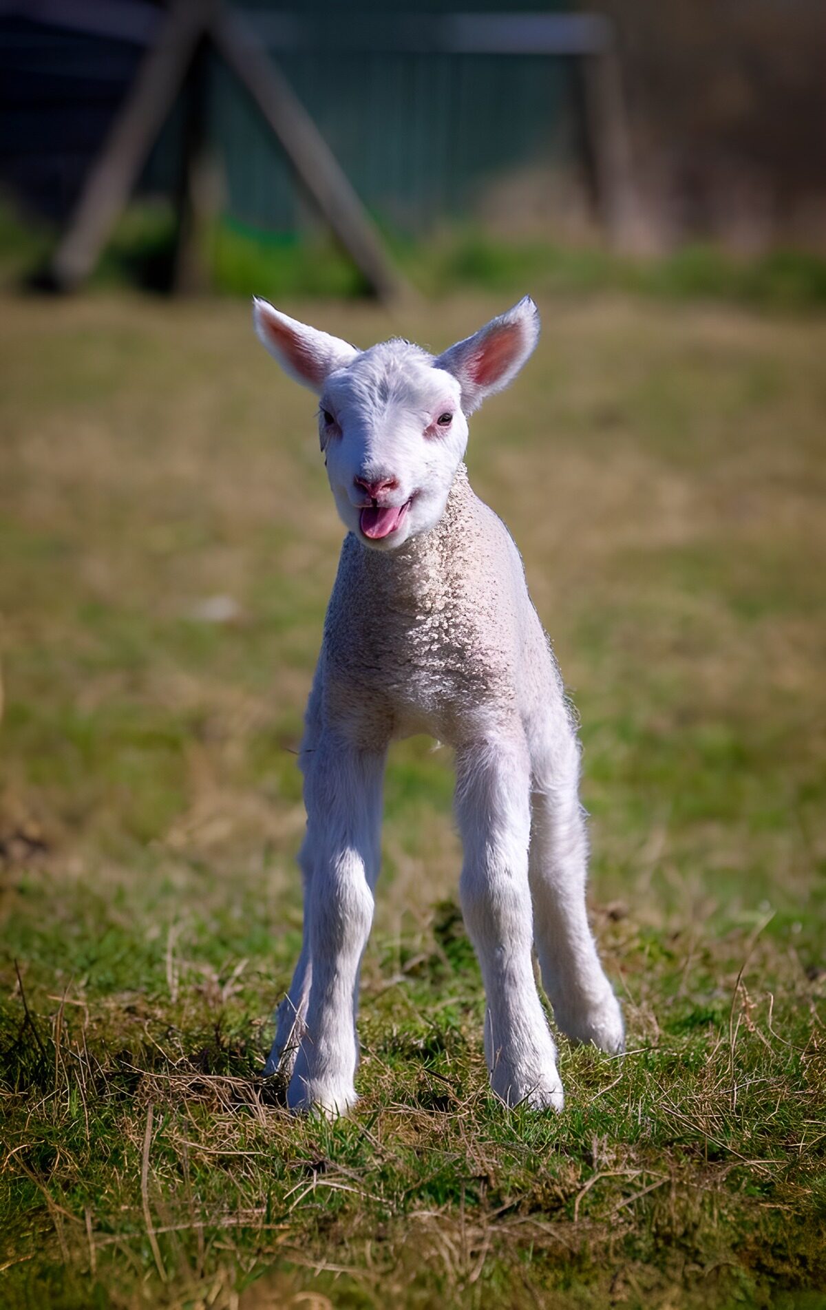 Weißes Lamm im hellen Sonnenschein