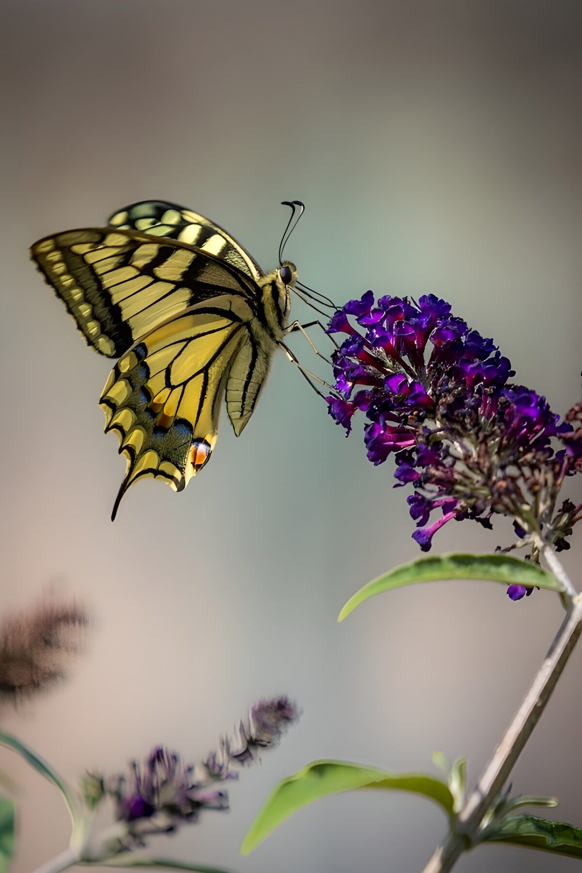 Gelber Schmetterling auf samtvioletten Blüten