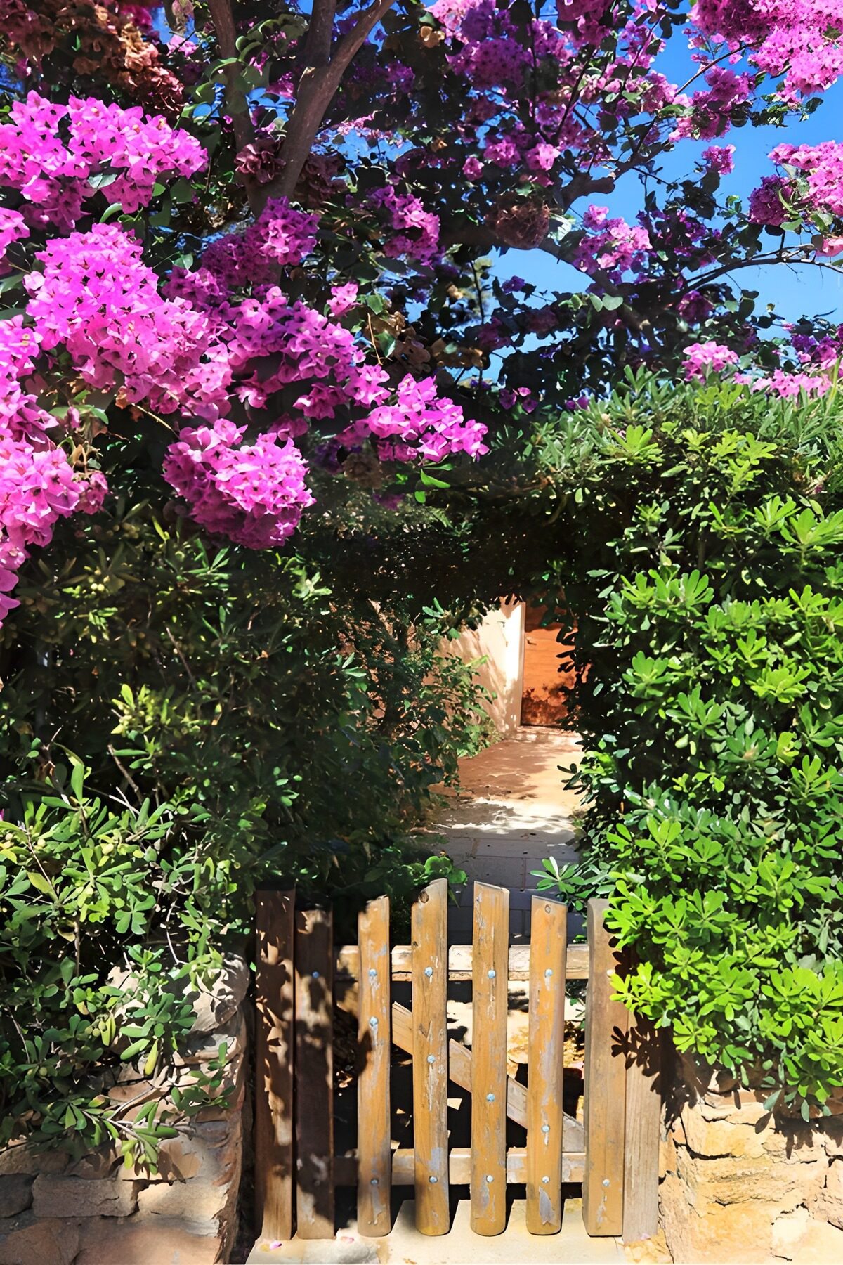 Holztor unter sonniger Bougainvillea