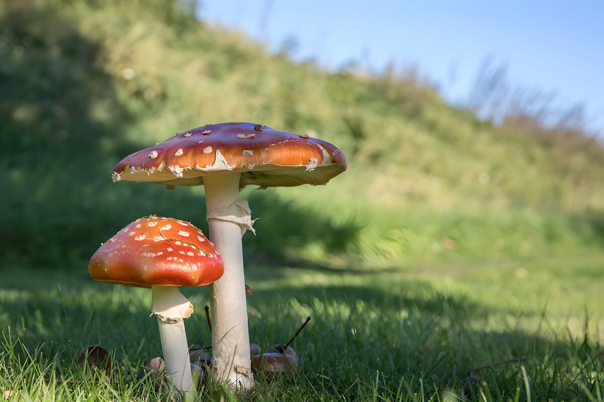 Zwei Fliegenpilze im Sonnenlicht