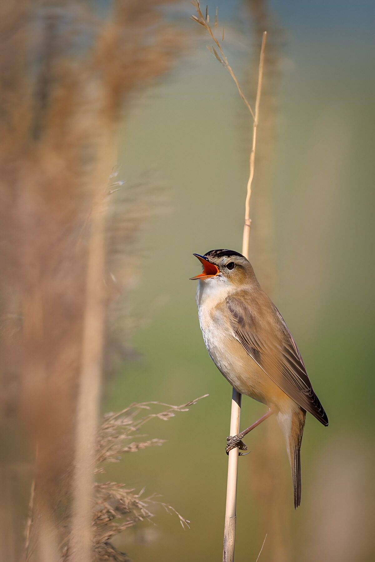 Singender Vogel am zarten Schilfhalm