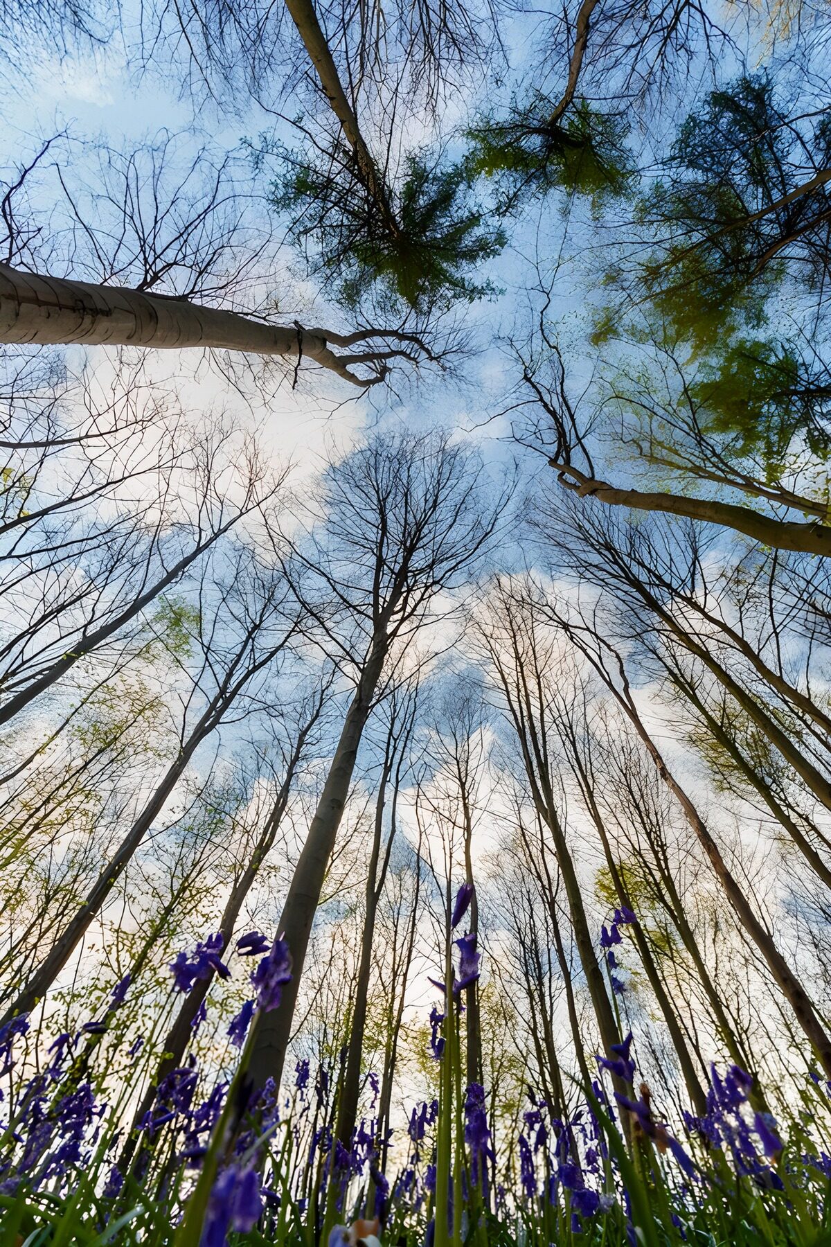 Blaue Waldblumen unter hohen Bäumen