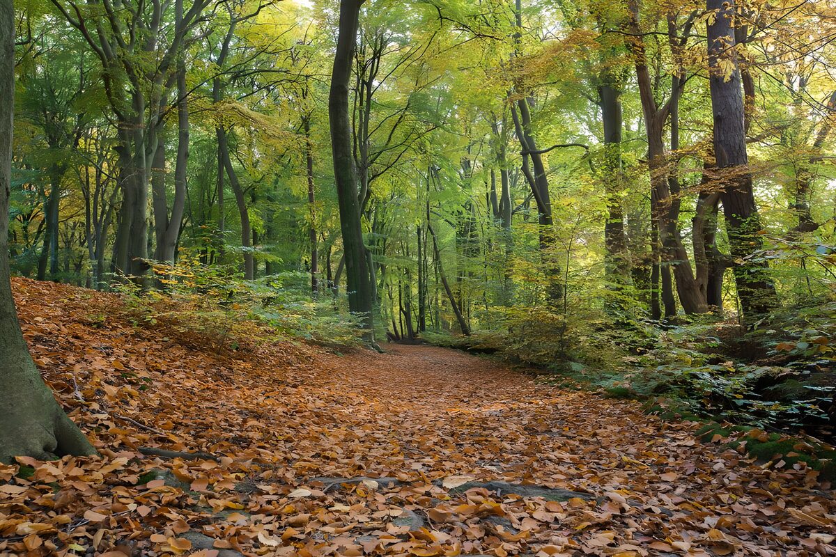 Stiller Waldweg im bunten Herbstlaub