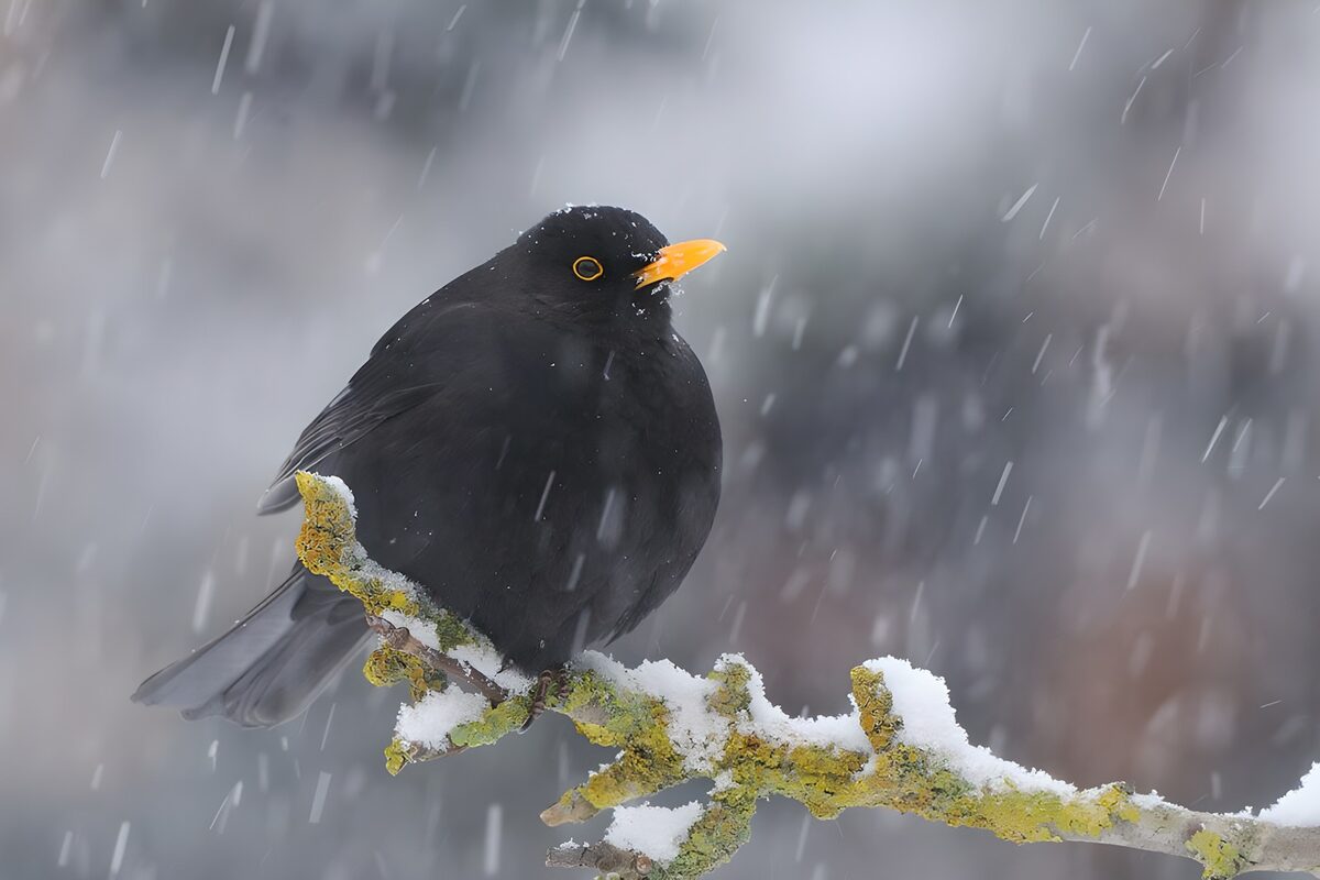 Amsel auf verschneitem Ast