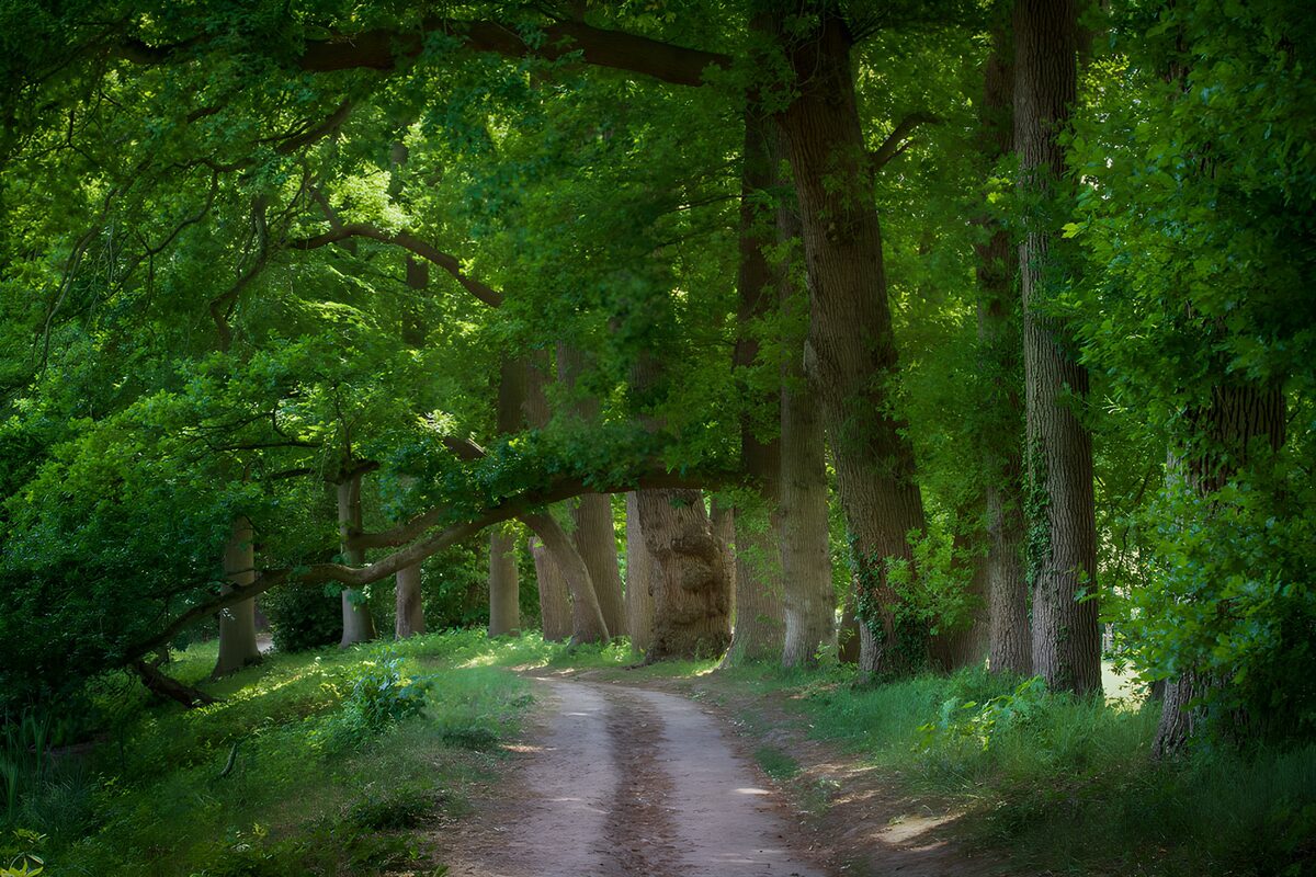 Schattiger Waldweg unter alten Bäumen